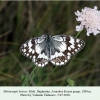 melanargia larissa daghestan male 1